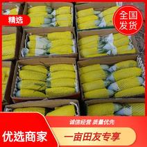 河北青县羊角蜜甜瓜大量上市产地货源基地直发欢迎客户采购