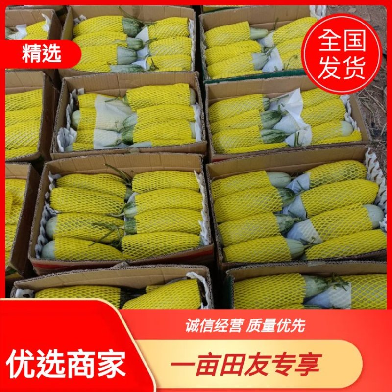 河北温室羊角蜜甜瓜大量上市产地直发真实报价欢迎客户采购