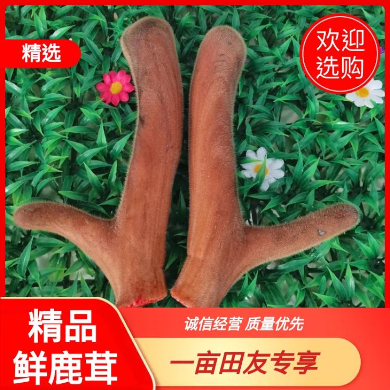 【鲜鹿茸】鹿茸梅花鹿茸有需要的老板联系我吧。