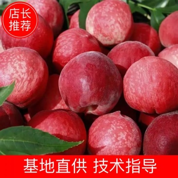 【桃子】精品离核红毛桃双奥红大量上市脆甜多汁欢迎采购