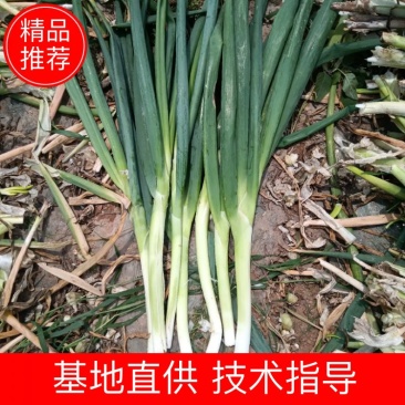 加工厂净葱，各种规格，都可以做，欢迎新老客户，实地考察，