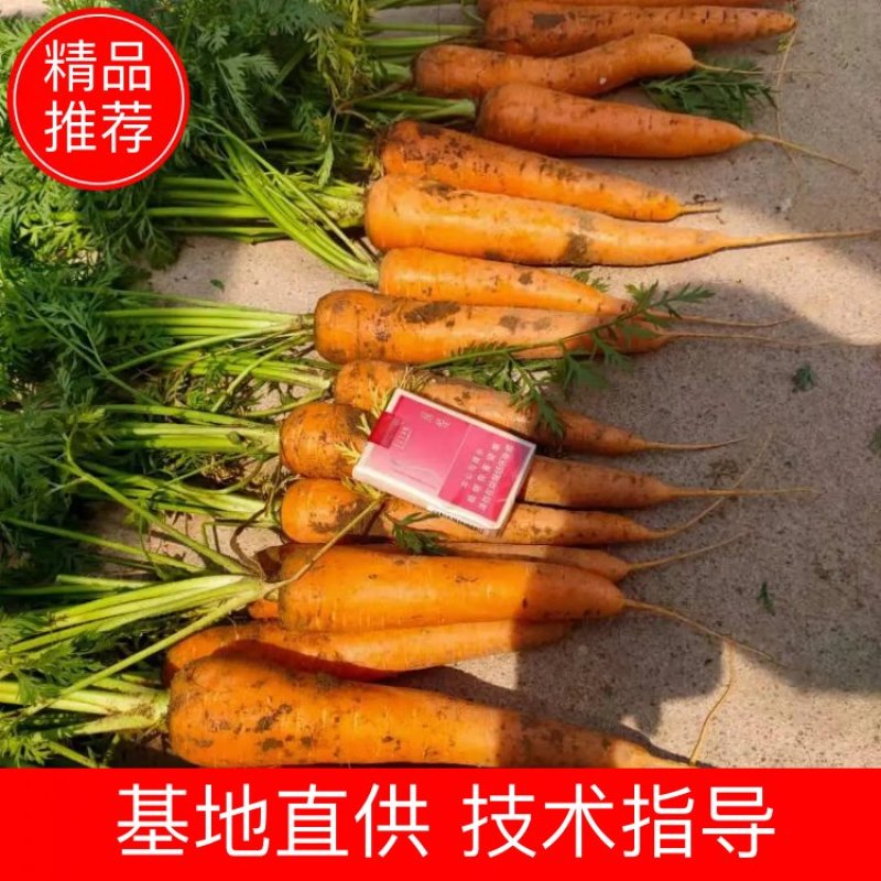 市场胡萝卜，水洗，土货，都可以做，欢迎新老客户实地看货，