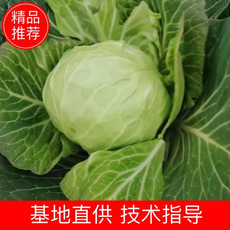 扁包、圆包、散装、袋装，规格齐全对接全国欢迎联系