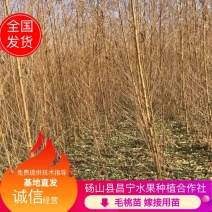 毛桃苗二级苗占地苗嫁接花卉用苗产地直销