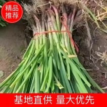 精品红根蒜苗，保质保量，大量供应，诚信经营