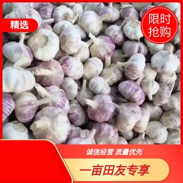 中牟杂交大蒜，蒜米料，4.5~60cm干蒜，大量供应
