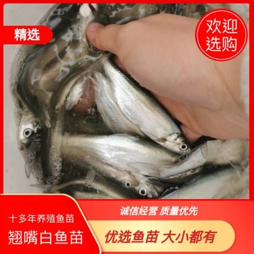 【鱼苗】翘嘴白，眼睛大，嘴巴翘，身体薄！