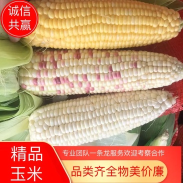 甜玉米大基地货源直供，日供十万斤以上，欢迎对接