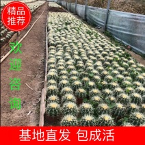 金虎特价18元两盆包邮，基地直发包成活，支持一件代发