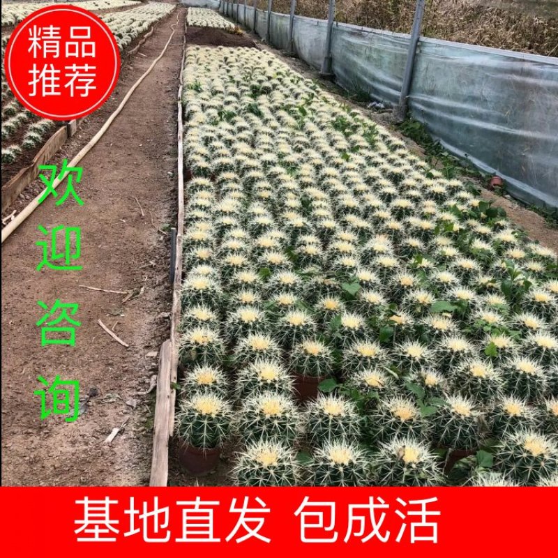 金虎特价18元两盆包邮，基地直发包成活，支持一件代发