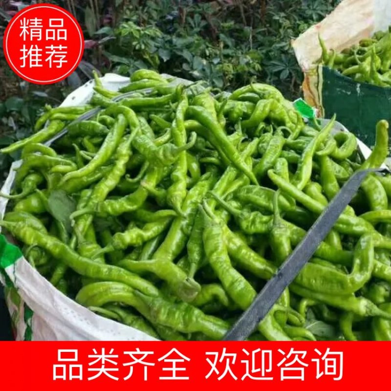 精品螺丝线椒，各种辣椒，现采摘，发货快，欢迎新老客户发货
