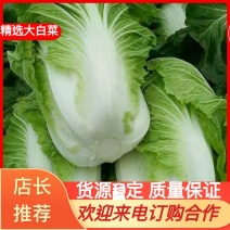 青杂三号大白菜产地直发质量保证欢迎来电洽谈合作