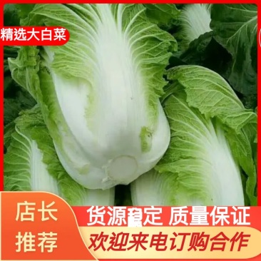 青杂三号大白菜产地直发质量保证欢迎来电洽谈合作
