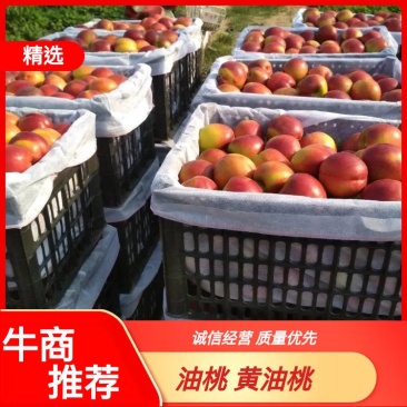 油桃一中油四号，温室大棚油桃，十万亩大量上市，包装齐全。