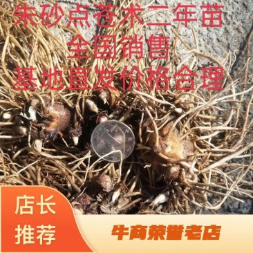 朱砂点的苍术品种纯正出芽率好，产量高，收益多，抗病强