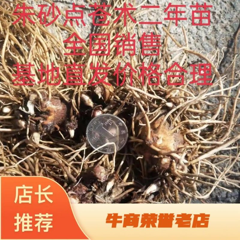 朱砂点的苍术品种纯正出芽率好，产量高，收益多，抗病强