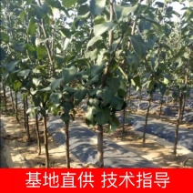 【包存活】2-5公分梨树，南北方种植规格品种齐全基地一手货源