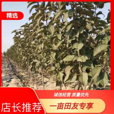 【包技术指导】2--9公分樱桃树，品种齐全，产量高，易存活