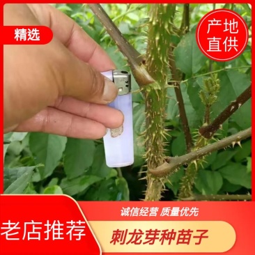 刺嫩芽，刺老芽，刺龙芽种苗子