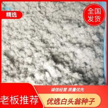 优质的品种优良的白头翁种子，毛籽，净籽都有