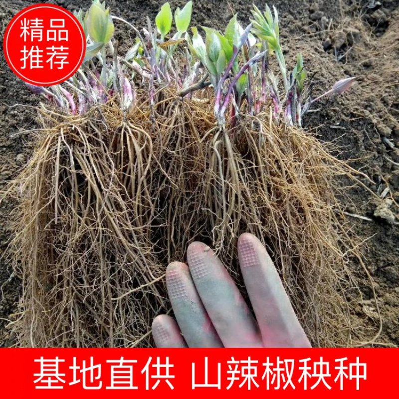 威灵仙，山辣椒秧种，山辣椒苗东北威灵仙抚顺中药材