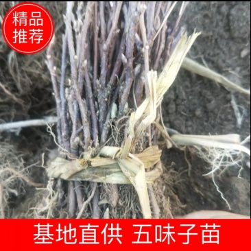 五味子苗包成活，死苗退款，量大优惠，多买2毛钱一棵