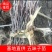 五味子苗包成活，死苗退款，量大优惠，多买2毛钱一棵