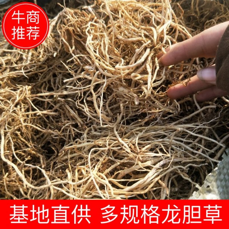北龙胆，龙胆草各种规格，颜色漂亮东北龙胆草辽宁药材