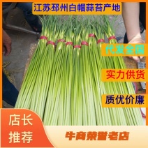 白帽蒜薹批发邳州白帽长度70公分保质保量产地发货
