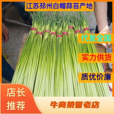 白帽蒜薹批发邳州白帽长度70公分保质保量产地发货