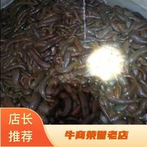 水蛭菲牛蛭鲜品一手货源，货源充足，静养时间长，