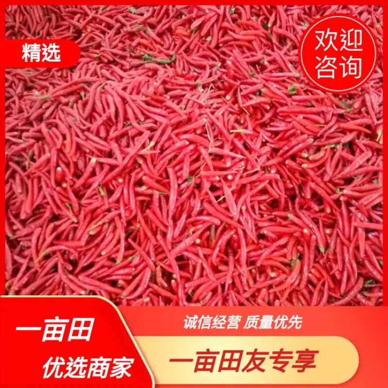 河南精品干辣椒高辣819上通货9成干以上欢迎电话联系