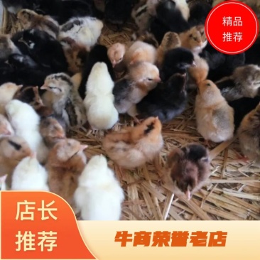 土鸡苗1斤以下