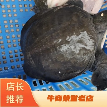 6年老公鱼湖南汉寿外塘放养三斤多老中华鳖凶猛活体无激素