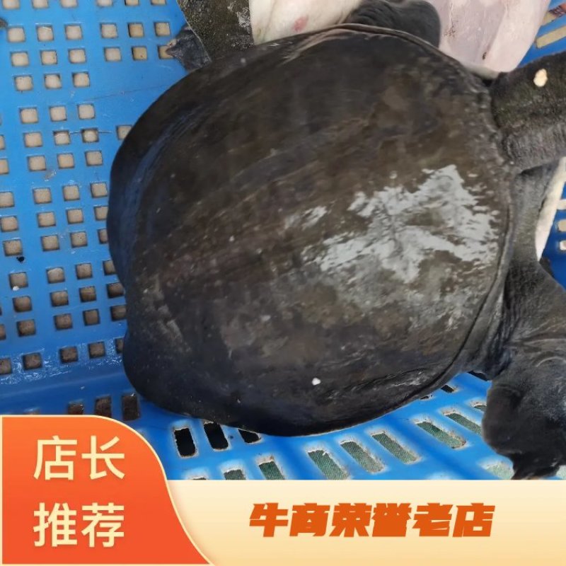 6年老公鱼湖南汉寿外塘放养三斤多老中华鳖凶猛活体无激素