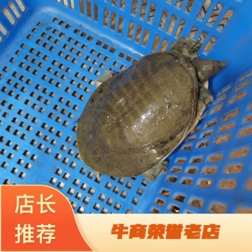 长期供应外塘三斤靓身大甲鱼，鱼鳖混养