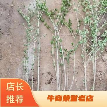 大量供应绿篱丁香绿叶水蜡小檗丛生40-90厘米高苗多分支