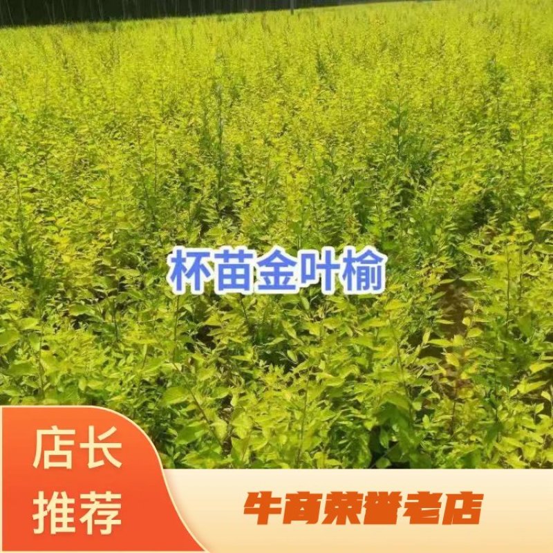 金叶榆杯苗小苗地接籽播工程用绿篱营养杯盆装裸根嫁接扦插