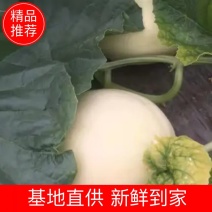 浙江台州三门玉菇诚信代办，一级果大量上市中