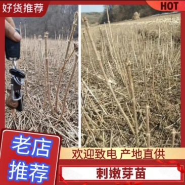 优质特等大苗，刺嫩芽苗，根系发达，活头活杆，特别粗壮
