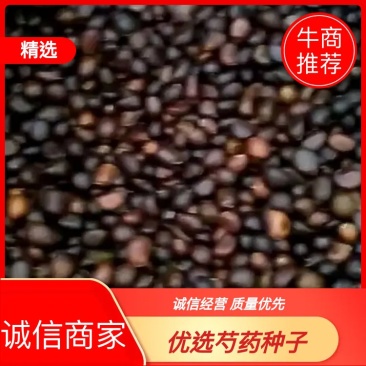 预售芍药种子90%以上