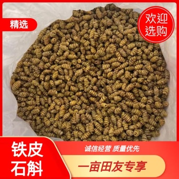 【铁皮石斛】满满的胶质，正宗铁皮石斛，量大从优。