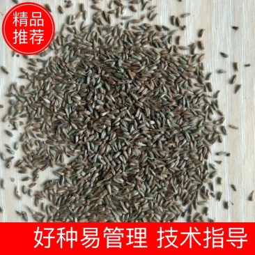 新产牛膝种子牛膝籽一年生药材种子好种易管理