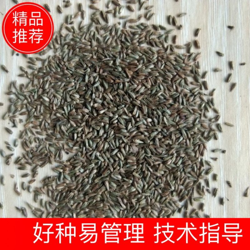 新产牛膝种子牛膝籽一年生药材种子好种易管理