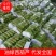 油绿西葫，代发全国，珍玉35西葫芦0.6斤以上