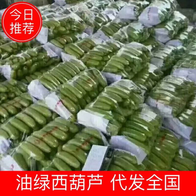 油绿西葫，代发全国，珍玉35西葫芦0.6斤以上