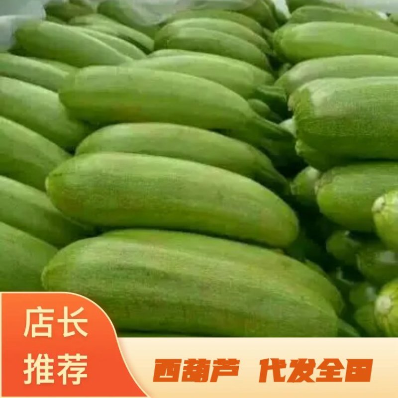 油绿西葫，代发全国。珍玉35西葫芦0.4斤以上