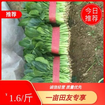 产地直销，代发全国。越冬菠菜20~25厘米