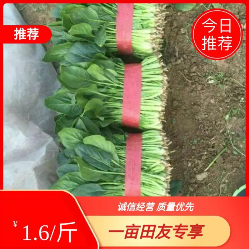 产地直销，代发全国。越冬菠菜20~25厘米