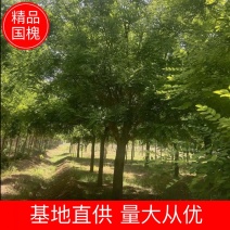 河北沧州精品国槐热卖中，基地直供量大从优，保质保量